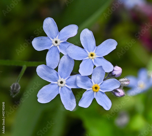 The flowers of the Water Forget-me-not in spring time. Botanical Garden, Frankfurt, Germany, Europe © karlo54