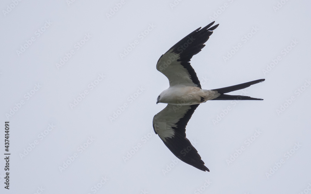 Obraz premium swallow tailed kite