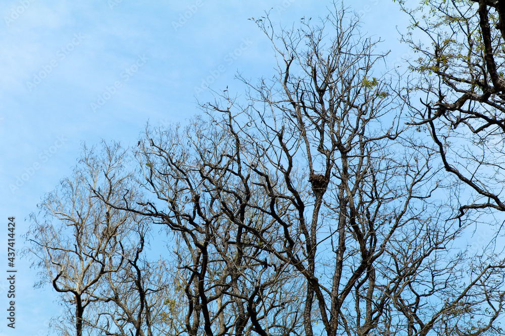  Dried branches of trees against blue sky