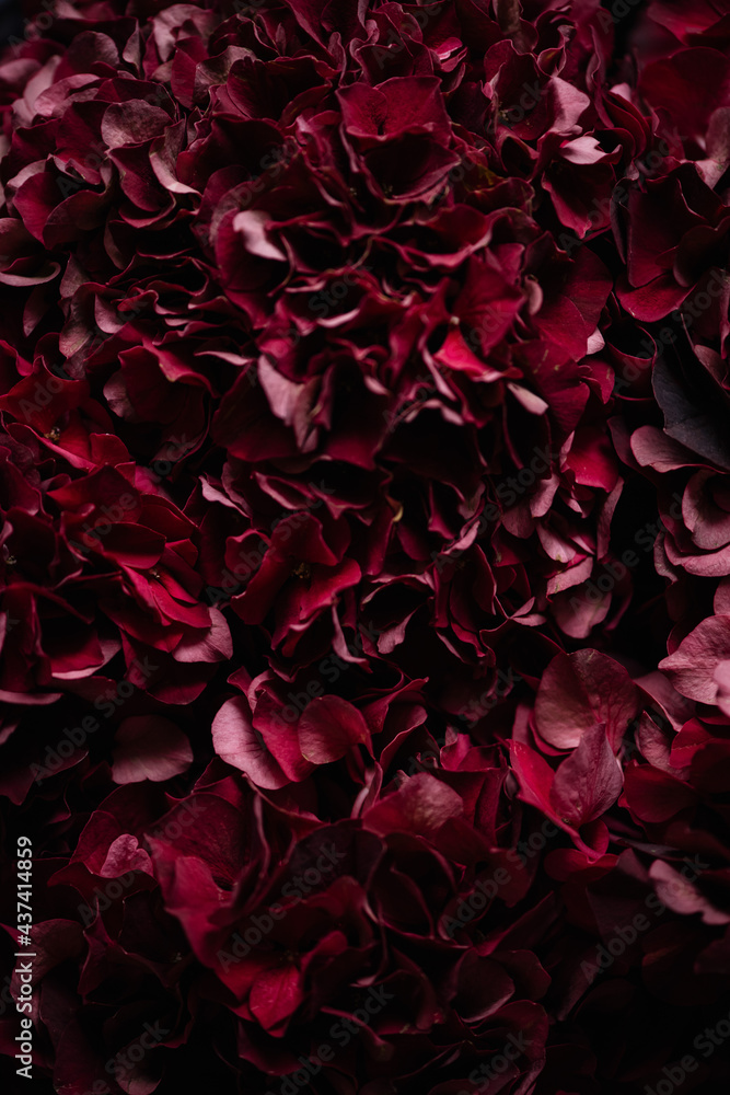 Beautiful dark burgundy coloured Hydrangea flowers close up texture Beautiful dark burgundy coloured Hydrangea flowers close up texture
