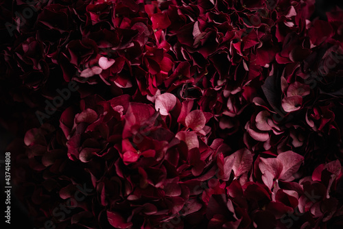 Wallpaper Mural Beautiful dark burgundy coloured Hydrangea flowers close up texture Torontodigital.ca