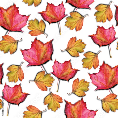 Watercolour painting. Seamless pattern, yellow and red autumn maple leaves on a white background.
