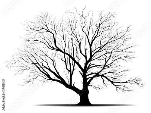 Black Branch Tree or Naked trees silhouettes. Hand drawn isolated illustrations.