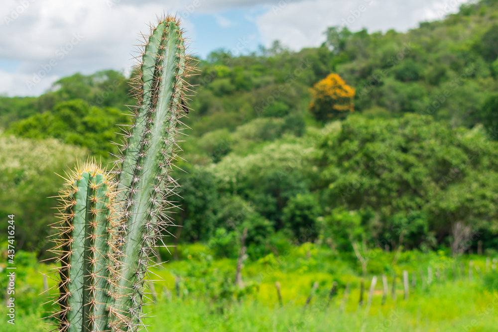 Close up of a mandacaru (Cereus jamacaru) in the countryside of Oeiras, Piaui (Northeast Brazil) Close up of a mandacaru (Cereus jamacaru) in the countryside of Oeiras, Piaui (Northeast Brazil)
