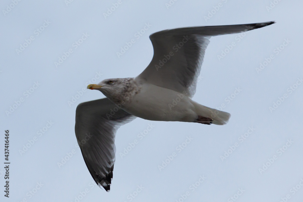 Obraz premium Seagull in flight over New York, USA