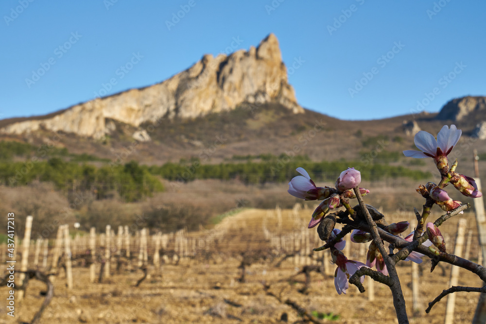 Image of a vineyard in early spring. Image of a vineyard in early spring.