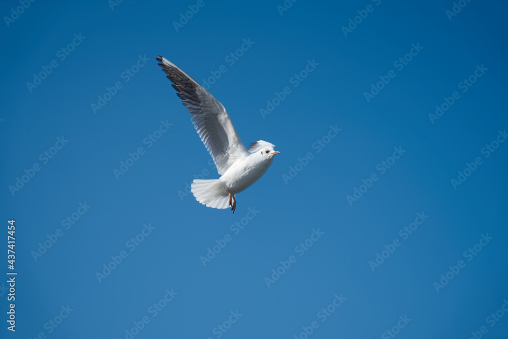 Obraz premium Image of seabirds. Image of seagulls.