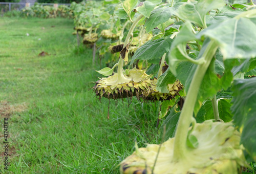 The sunflower withered all over the sunflower field.