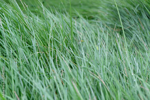 Long and green grass leaves Texture background