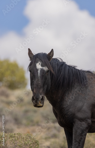  Wild Horse Stallion in the Utah Desert © natureguy