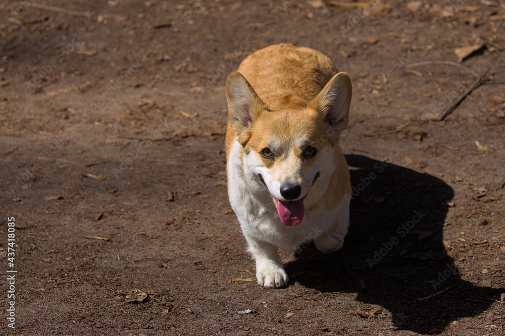 Cute dog Pembroke Welsh Corgi in park on a walk. A popular breed of dog. Pets. Sunny day. Close-up. Cute dog Pembroke Welsh Corgi in park on a walk. A popular breed of dog. Pets. Sunny day. Close-up.