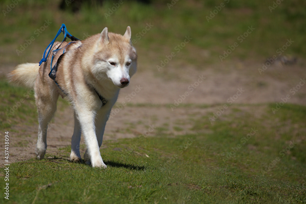 Cute Siberian husky dog walks in the park for a walk. A popular breed of dog. Pets. Sunny day. Close-up.