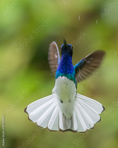 portrait of a white necked jacobin in flight with open tail