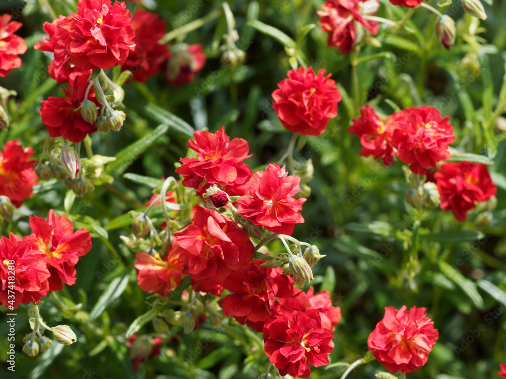 Arbuste nain d'hélianthèmes hybrides à floraison double rouge (Helianthemum 'Amabile plenum' ou 'Rubin')