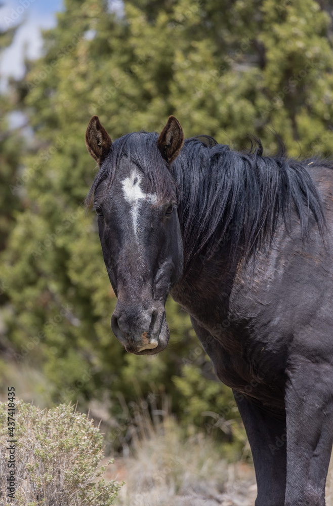 Fototapeta premium Wild Horse Stallion in the Utah Desert