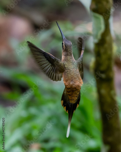 endemic koepcke's hermit in flight
