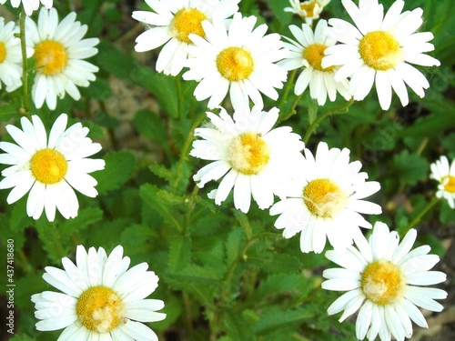 daisies in a field
