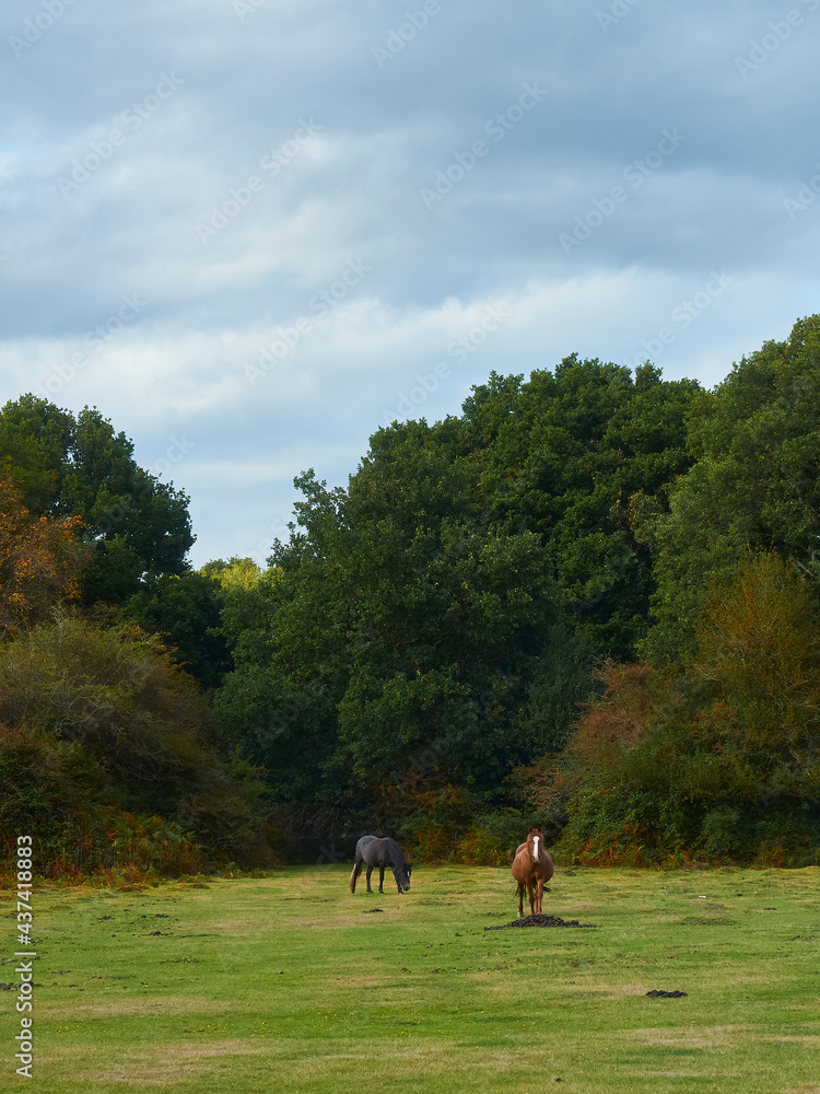 A pair of the emblematic, semi-wild New Forest Ponies emerging from the trees into a large, grassy clearing ahead of mature, autumn-touched trees. A pair of the emblematic, semi-wild New Forest Ponies emerging from the trees into a large, grassy clearing ahead of mature, autumn-touched trees.