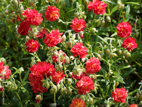 Helianthemum 'Amabile plenum' ou 'Rubin' | Hélianthèmes hybrides à floraison double rouge en forme de boule au dessus d'un feuillage gris-vert