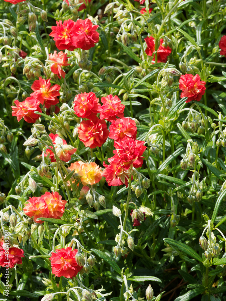 Helianthemum 'Amabile plenum' ou 'Rubin' | Hélianthèmes hybrides à floraison double rouge en forme de boule au dessus d'un feuillage gris-vert Helianthemum 'Amabile plenum' ou 'Rubin' | Hélianthèmes hybrides à floraison double rouge en forme de boule au dessus d'un feuillage gris-vert