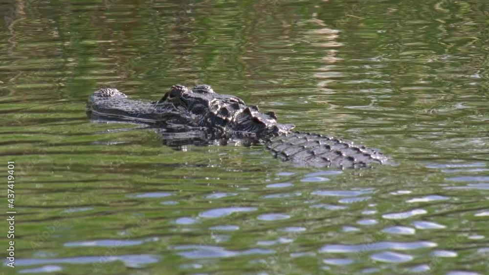 Close up of an American Alligator slowly swimming on surface of water Close up of an American Alligator slowly swimming on surface of water