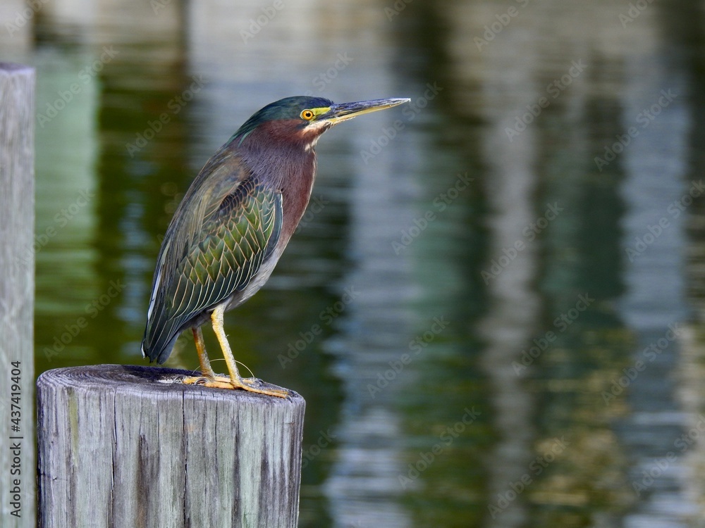 Fototapeta premium Green Herons in Florida