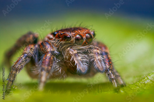 Female jumping spider Evarcha falcata close up portrait