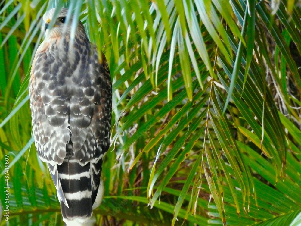 Fototapeta premium Hawks