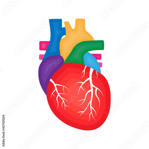 Human heart anatomy. Cardiology concept. Human internal organ illustration.