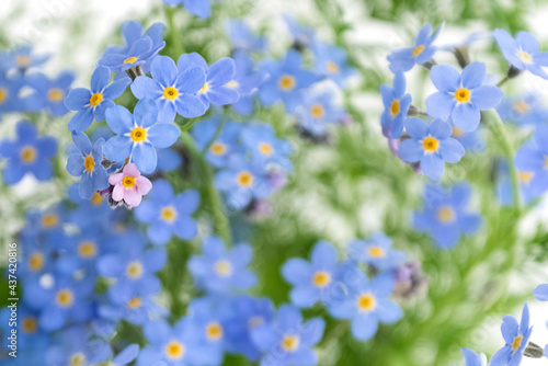 Blooming blue forget-me-not flowers summer floral blurred background