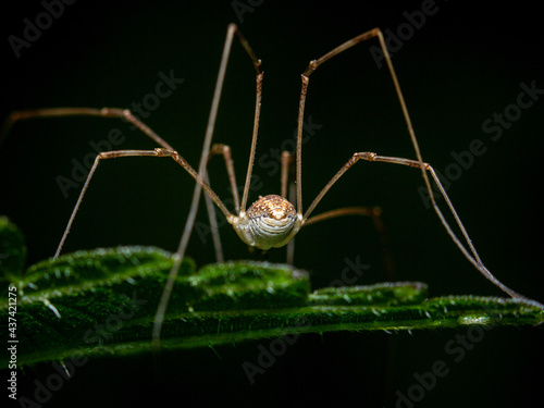 Rear view of the abdomen and delicate legs of a Daddy long-legs