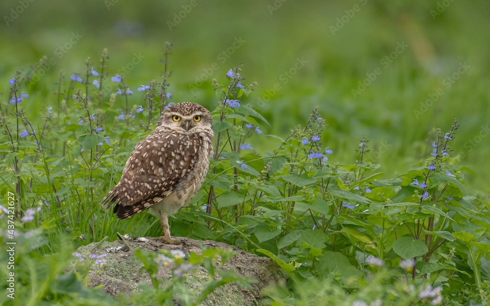 burrowing owl on a hill filled with green and violet burrowing owl on a hill filled with green and violet