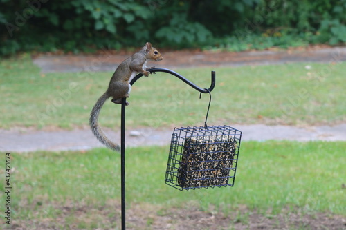 squirrel  on a rod