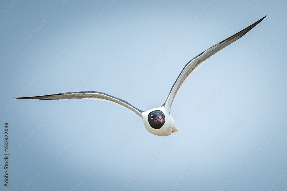 Laughing gull flying directly towards camera. Laughing gull flying directly towards camera.