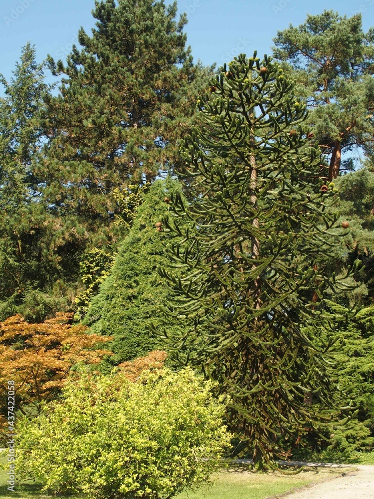 Bäume im Rombergpark von Dortmund, Nordrhein-Westfalen, Deutschland Bäume im Rombergpark von Dortmund, Nordrhein-Westfalen, Deutschland