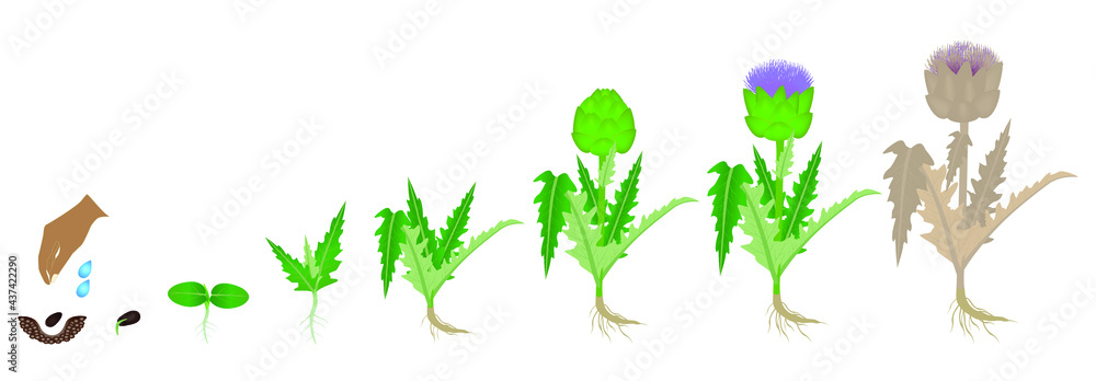 Cycle of growth of artichoke plant on a white background. Cycle of growth of artichoke plant on a white background.