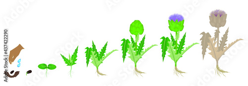 Cycle of growth of artichoke plant on a white background.