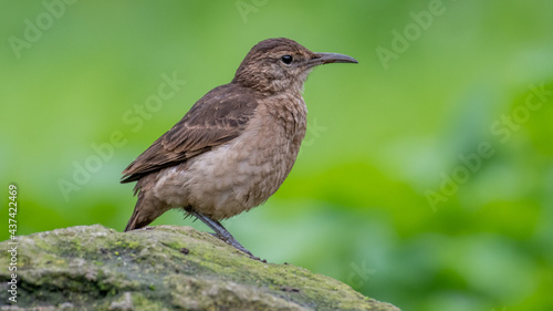 portrait of endemic thick billed miner