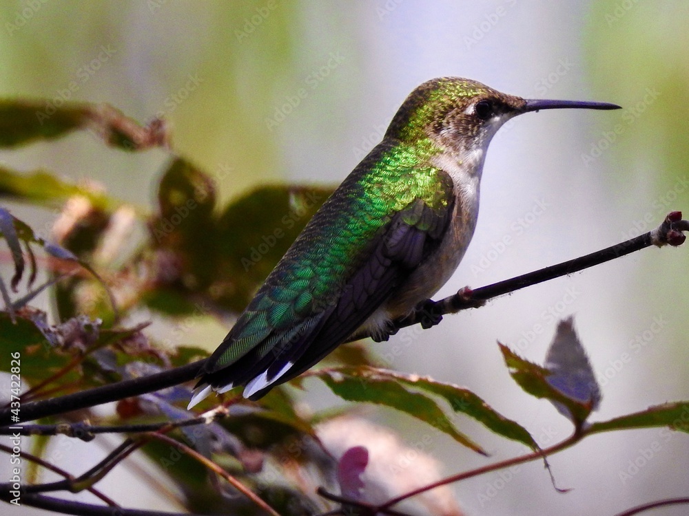 Fototapeta premium Hummingbirds
