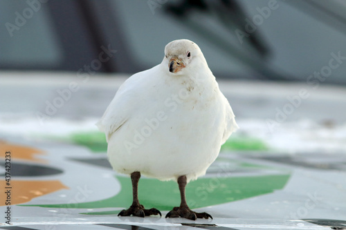 Snowy Sheathbill (Chionis albus) poused in a boat in Ushuaia, Argentina photo