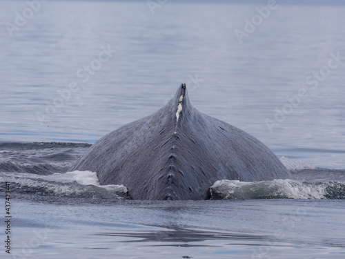 Humpback whale (Megaptera novaeangliae) back. Image made under NMFS permit 19703. photo