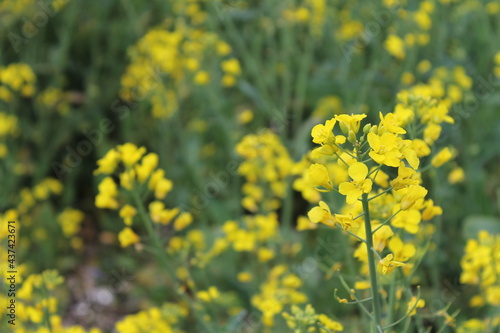 Rapeseed Close-up