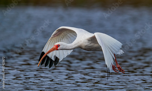 White ibis flies over the pond at the rookery photo