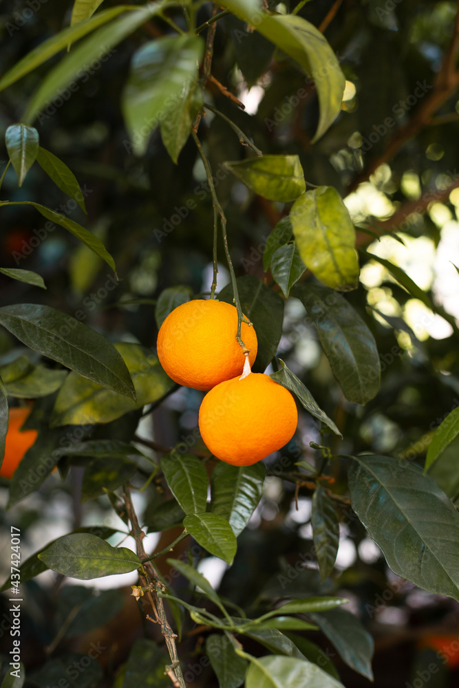 orange tree with fruits
