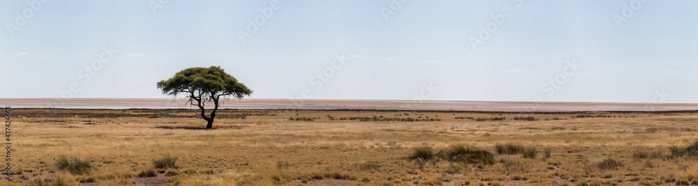 panorama of etosha nationalpark  landscape with lone tree in front of etosha pan and grassland - obrazy, fototapety, plakaty 