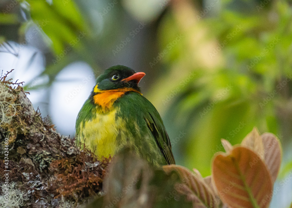 Fototapeta premium Endemic Masked fruiteater on a branch