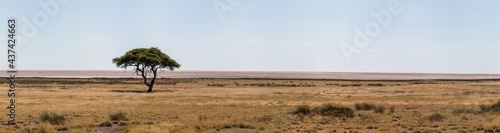 panorama of etosha nationalpark landscape with lone tree in front of etosha pan and grassland