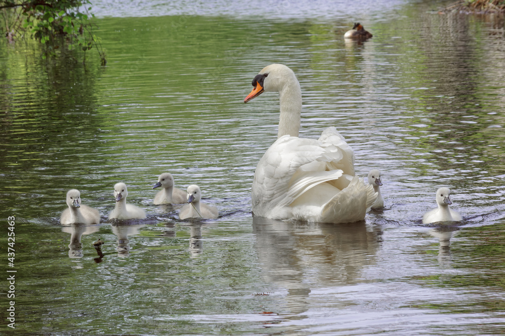 White swan with chicks on the river. White swan with chicks on the river.