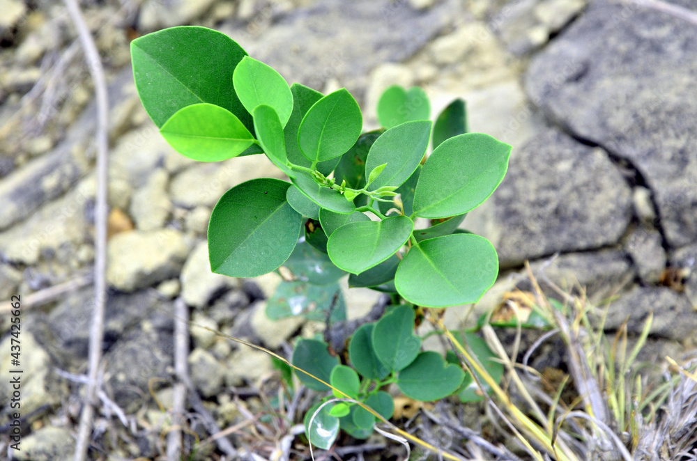 Small Green Plant growing in Stone Himachal Pradesh India Small Green Plant growing in Stone Himachal Pradesh India