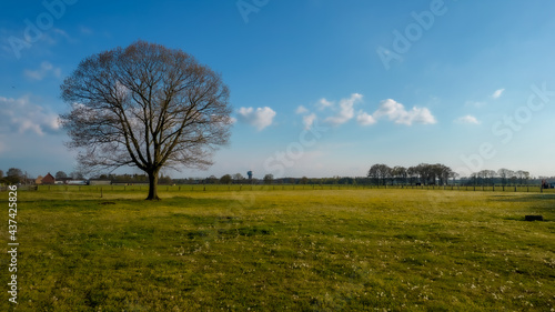 Silhouette of a single tree without leaves on a green meadow in spring with a partly clouded sky above. High quality photo